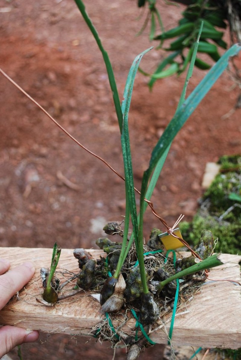 Bulbophyllum calyptratum var. lucifugum