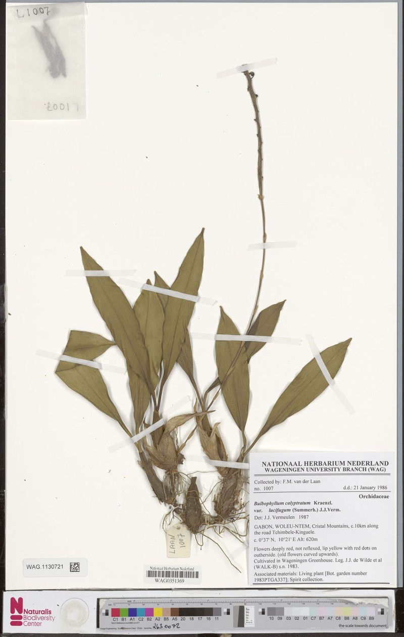 Bulbophyllum calyptratum var. lucifugum photo 2