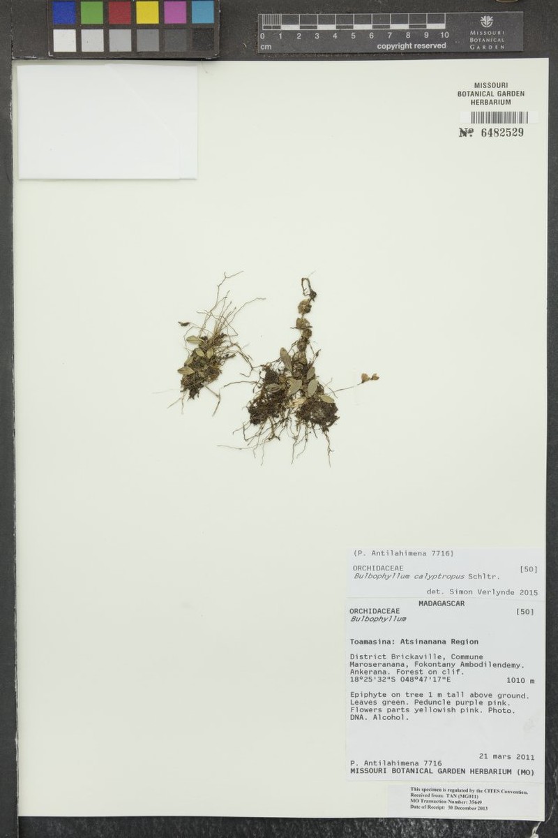 Bulbophyllum calyptropus