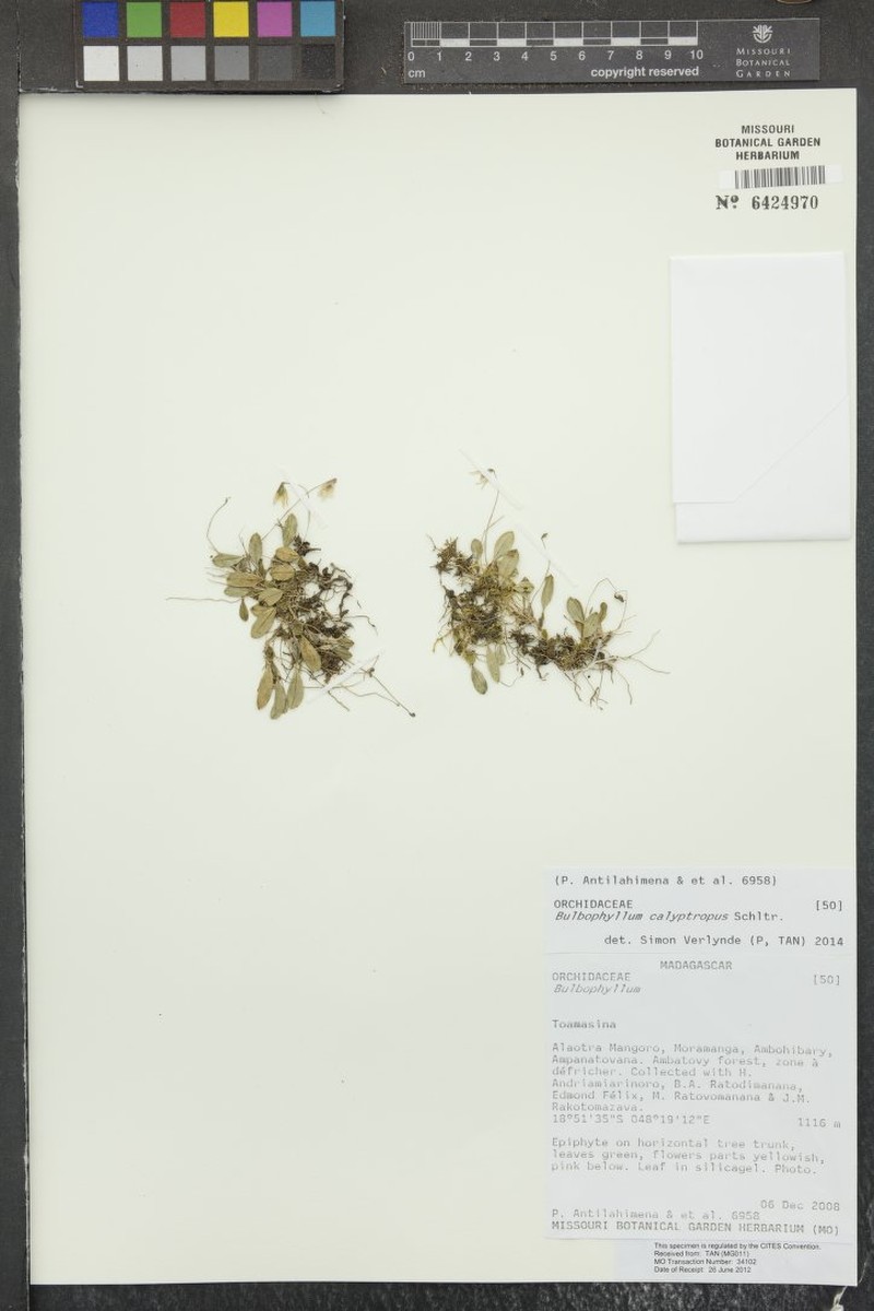 Bulbophyllum calyptropus photo 2