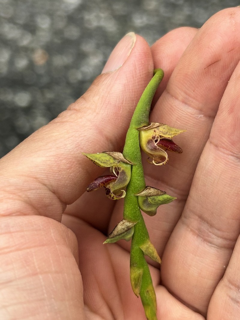 Bulbophyllum campos-portoi