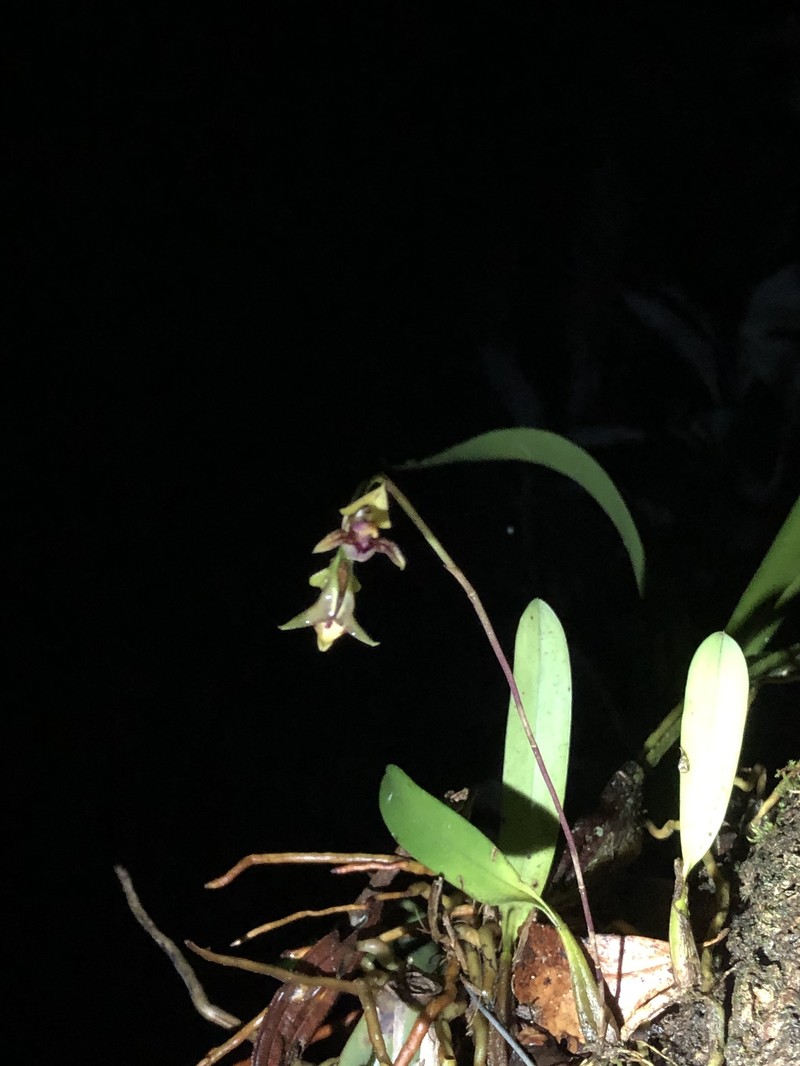 Bulbophyllum campos-portoi photo 3