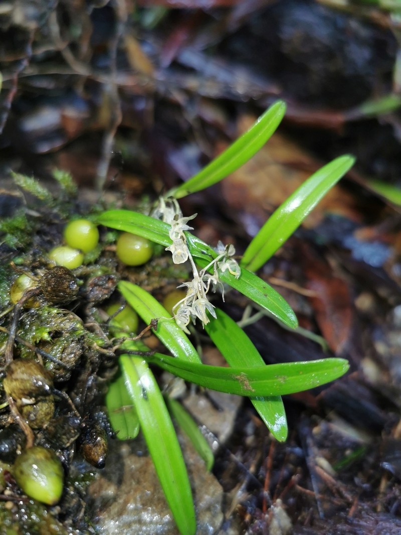 Bulbophyllum candidum