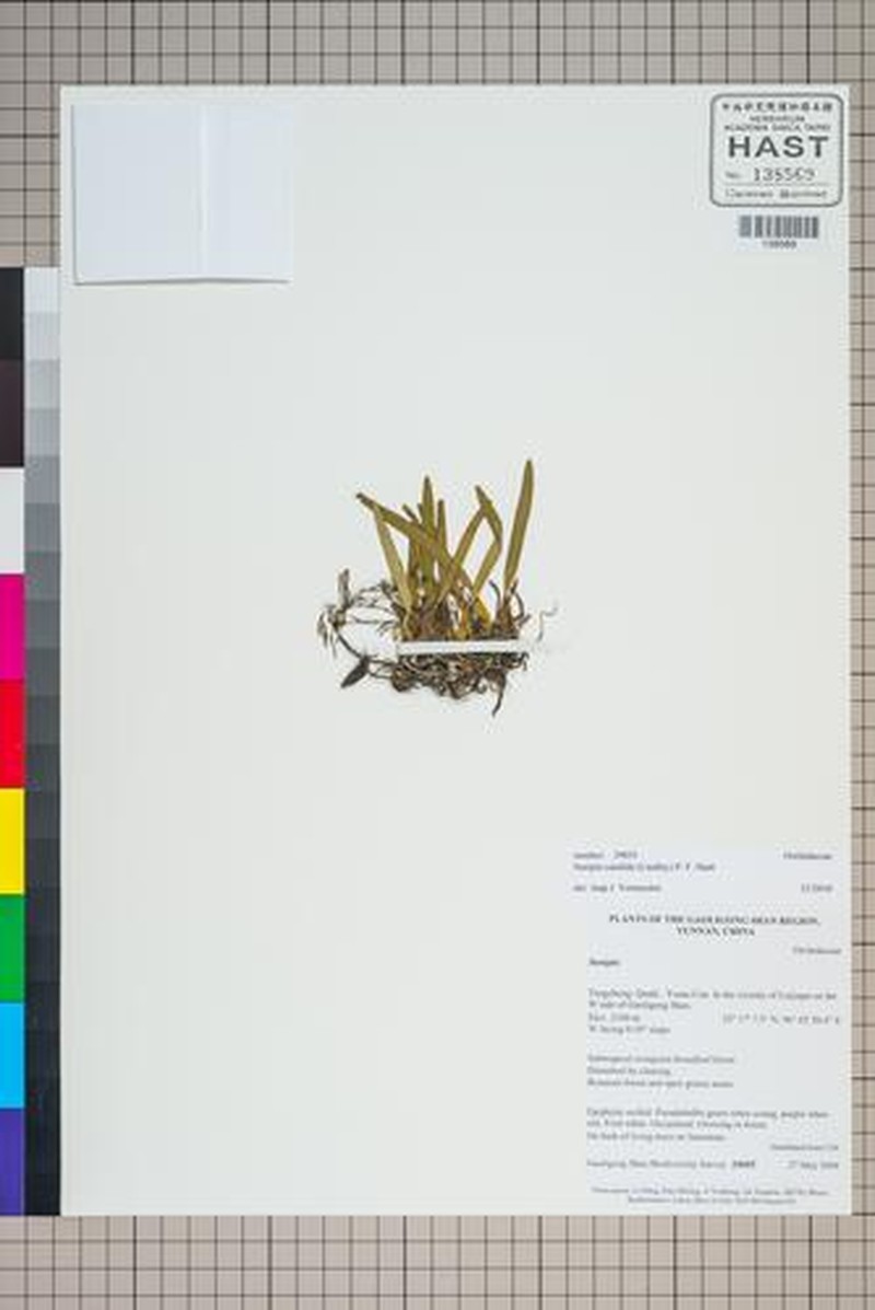 Bulbophyllum candidum photo 2
