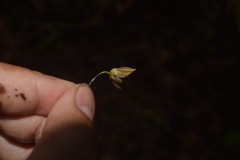 Bulbophyllum canlaonense