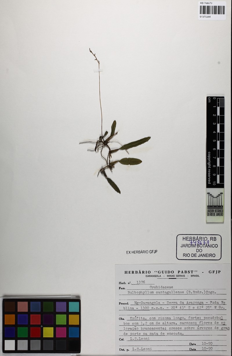 Bulbophyllum cantagallense photo 2