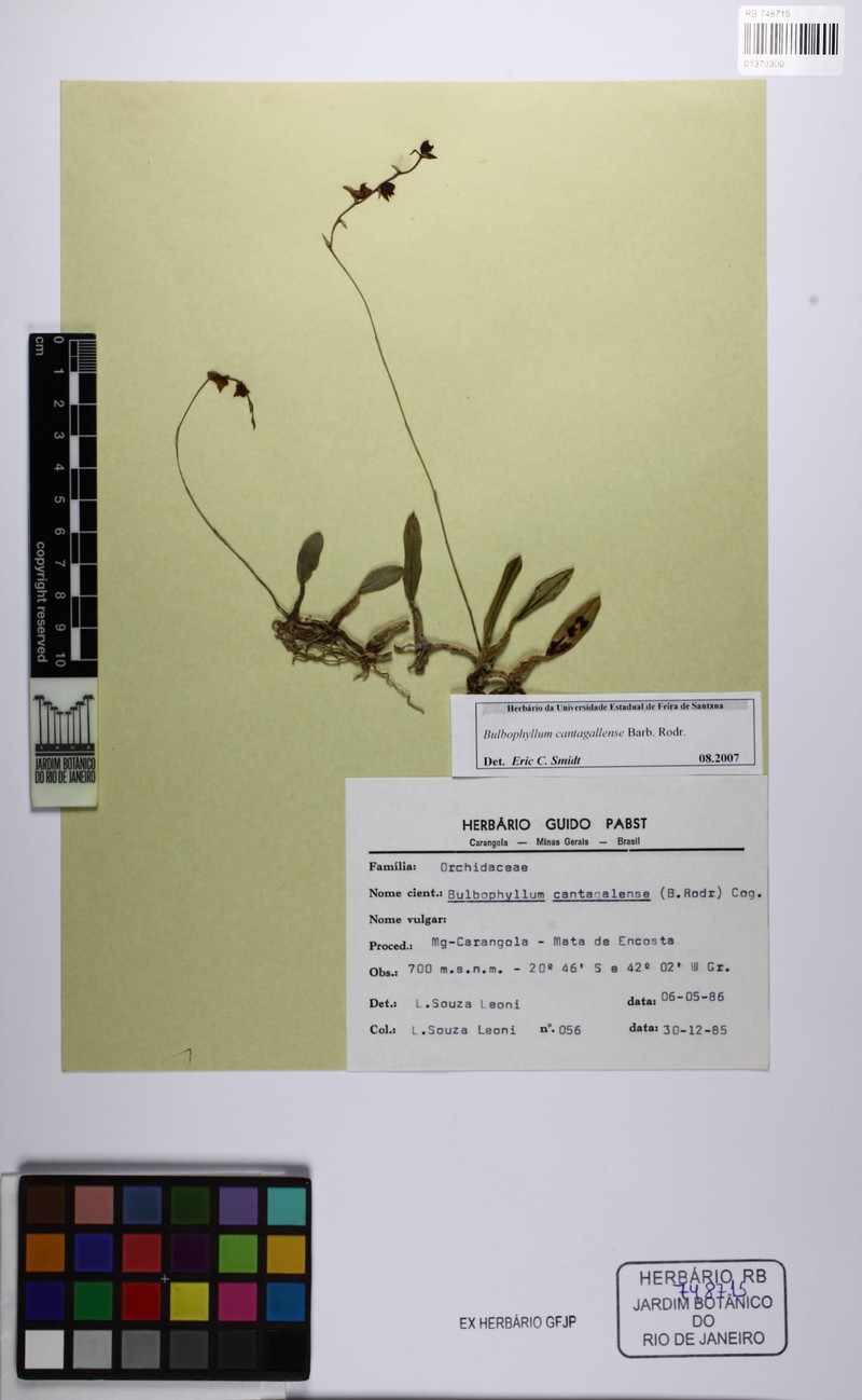 Bulbophyllum cantagallense photo 3