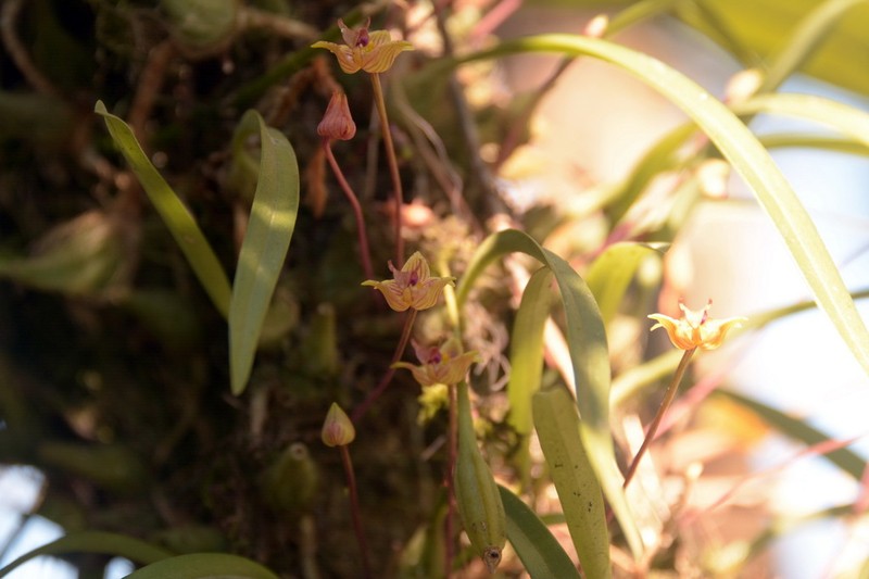 Bulbophyllum capillipes