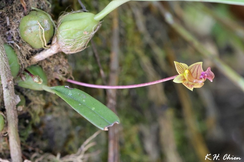 Bulbophyllum capillipes photo 2