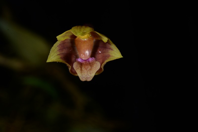 Bulbophyllum capillipes photo 3
