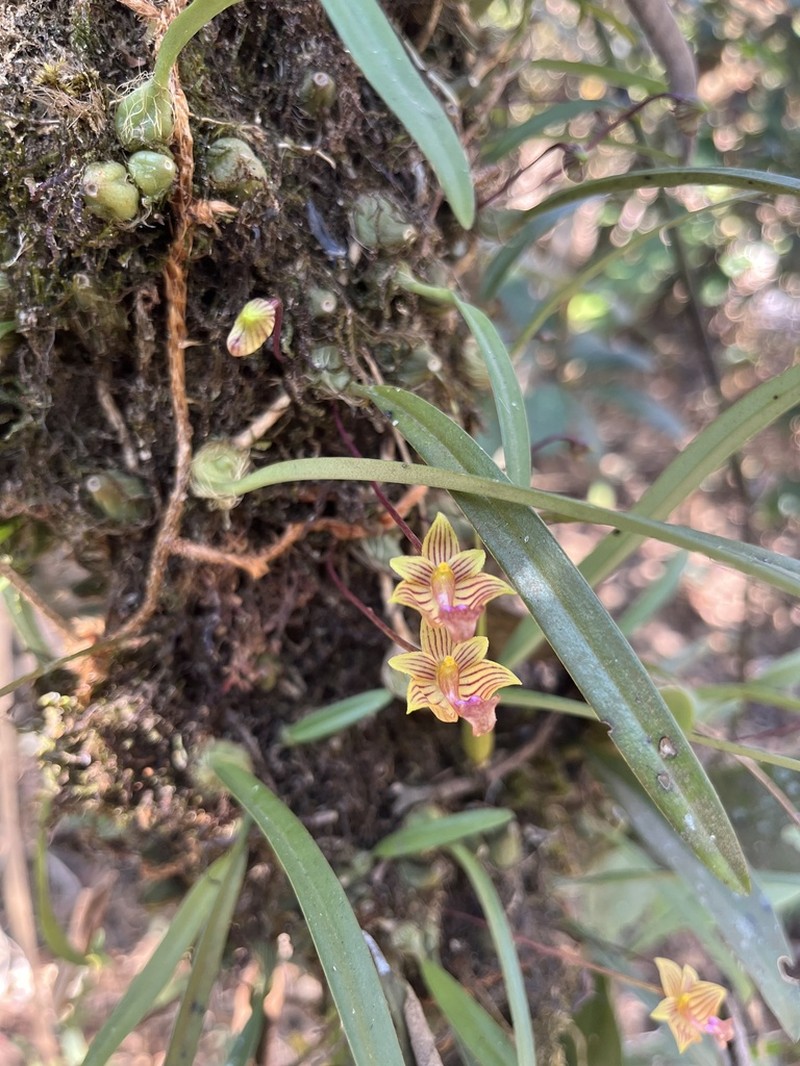 Bulbophyllum capillipes photo 4
