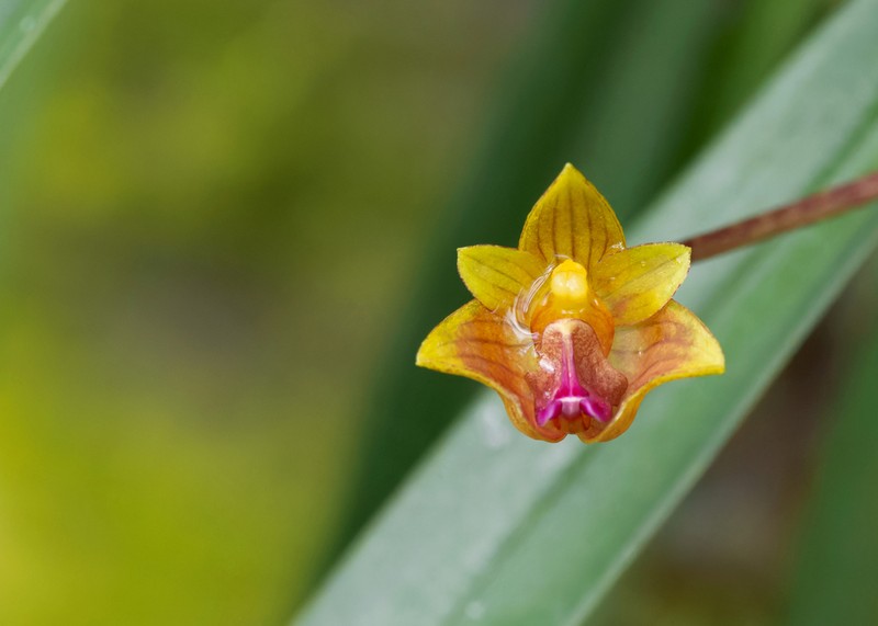 Bulbophyllum capillipes photo 5