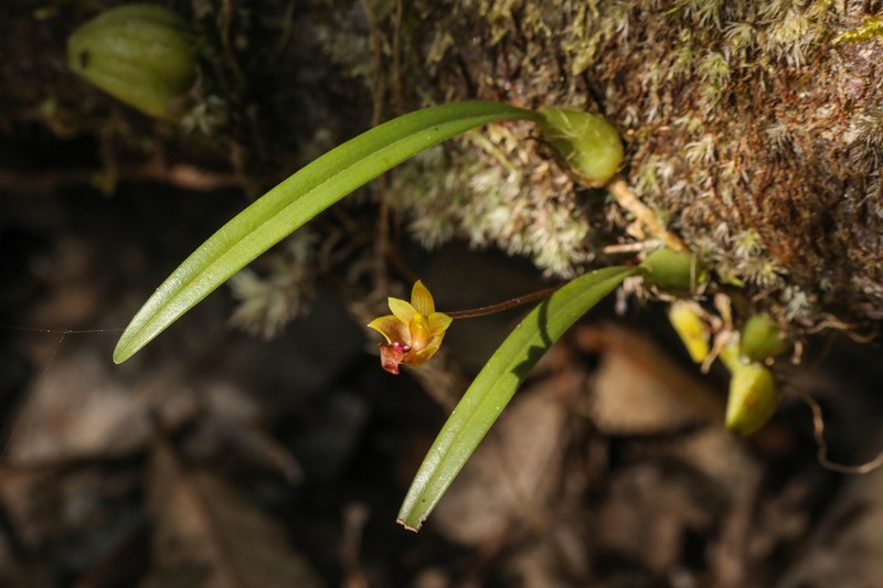 Bulbophyllum capillipes photo 6