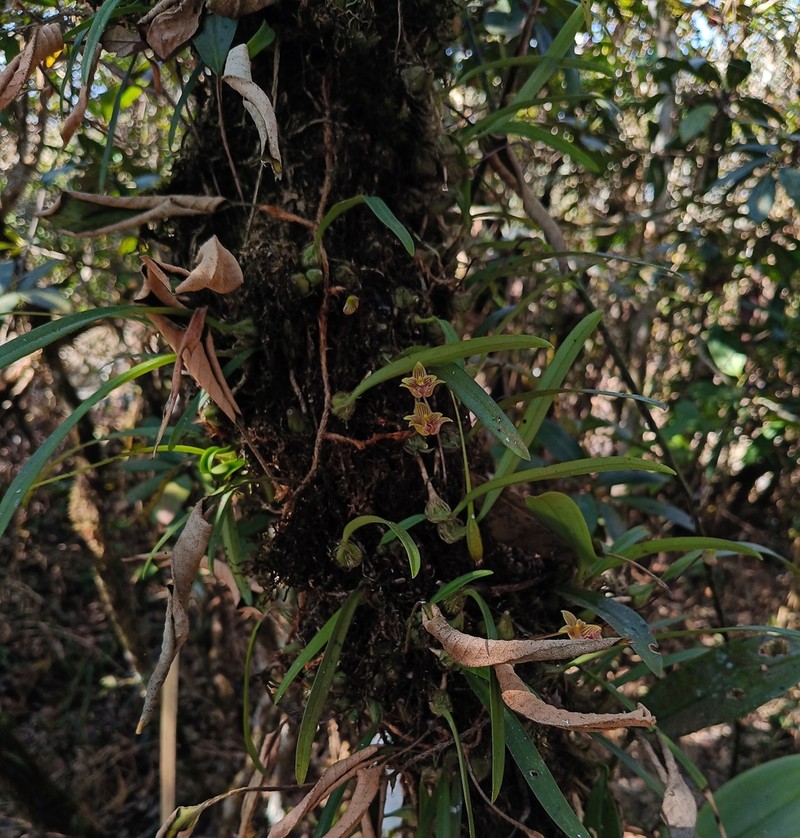 Bulbophyllum capillipes photo 7