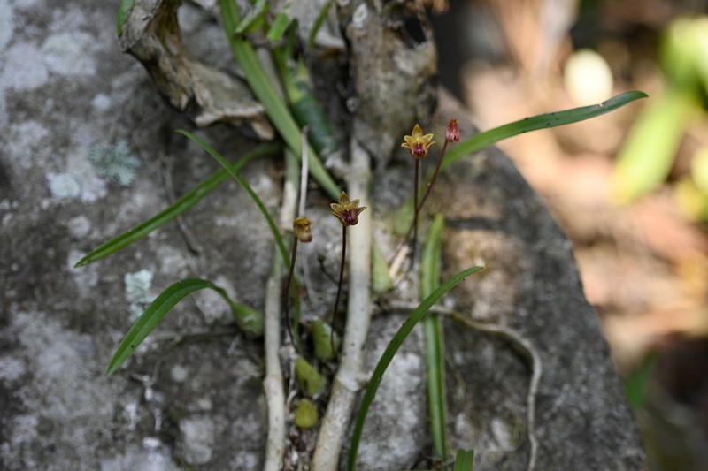 Bulbophyllum capillipes photo 8