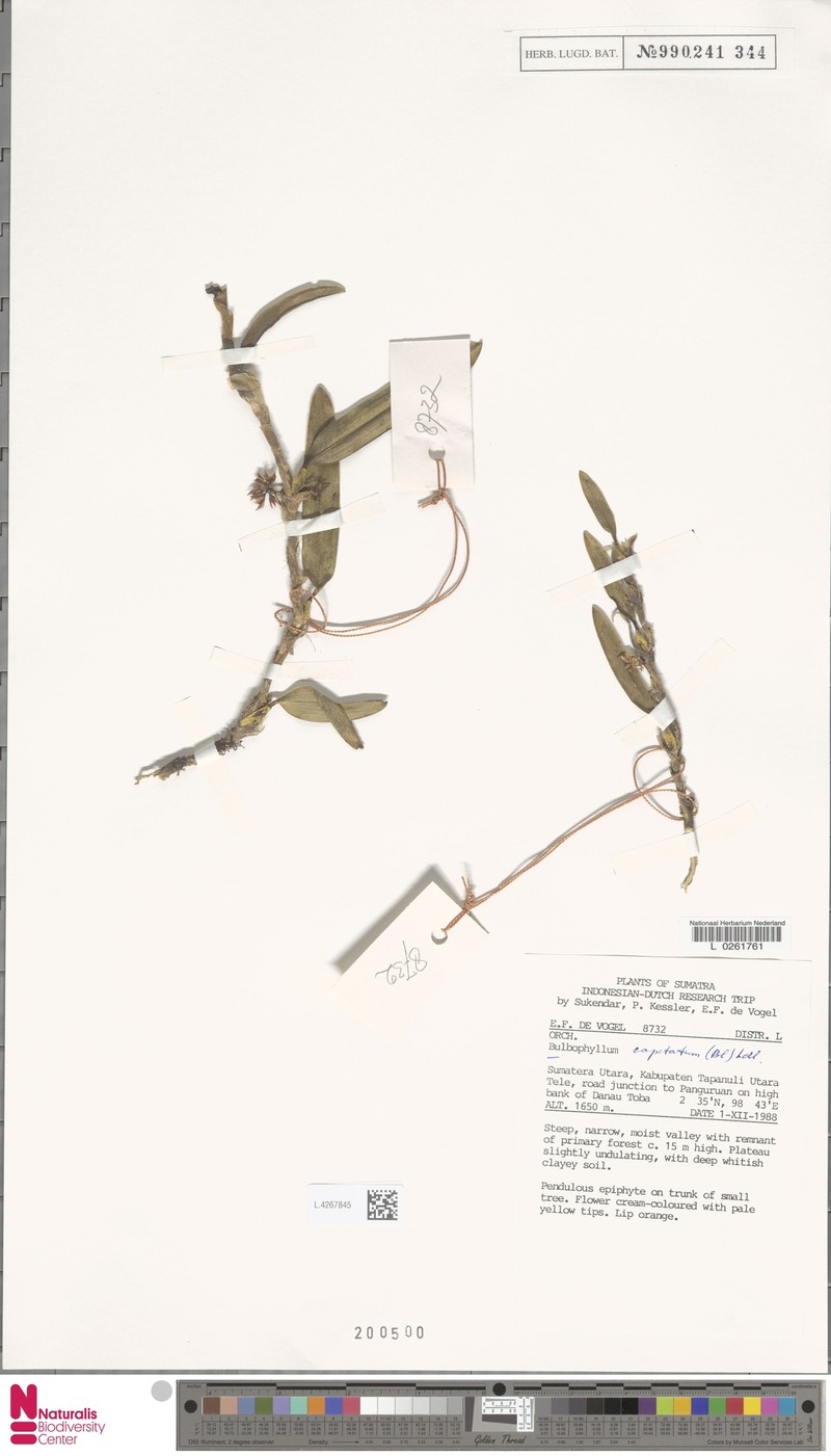 Bulbophyllum capitatum