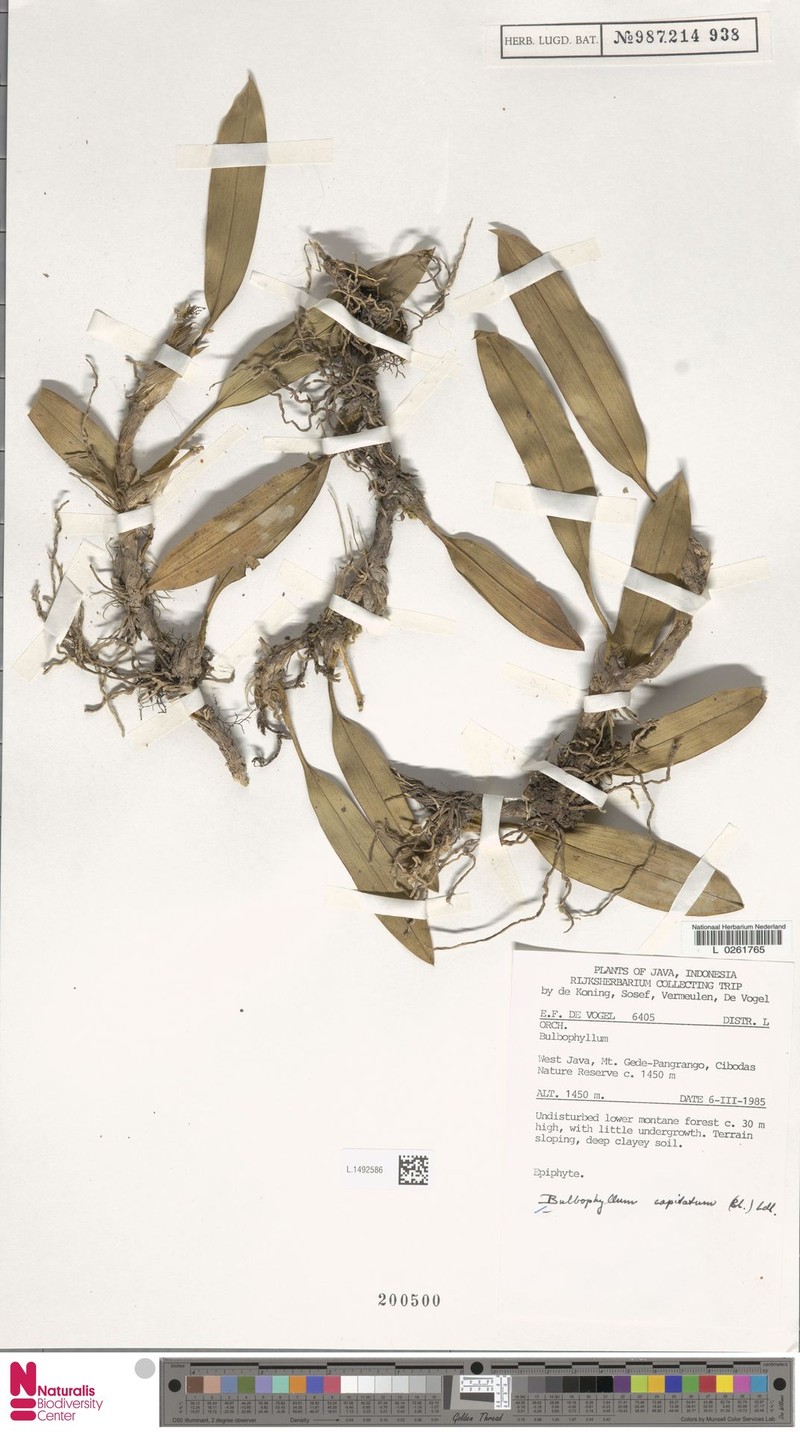 Bulbophyllum capitatum photo 2