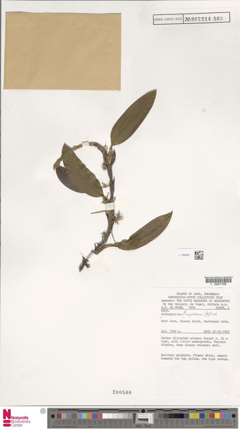 Bulbophyllum capitatum photo 3