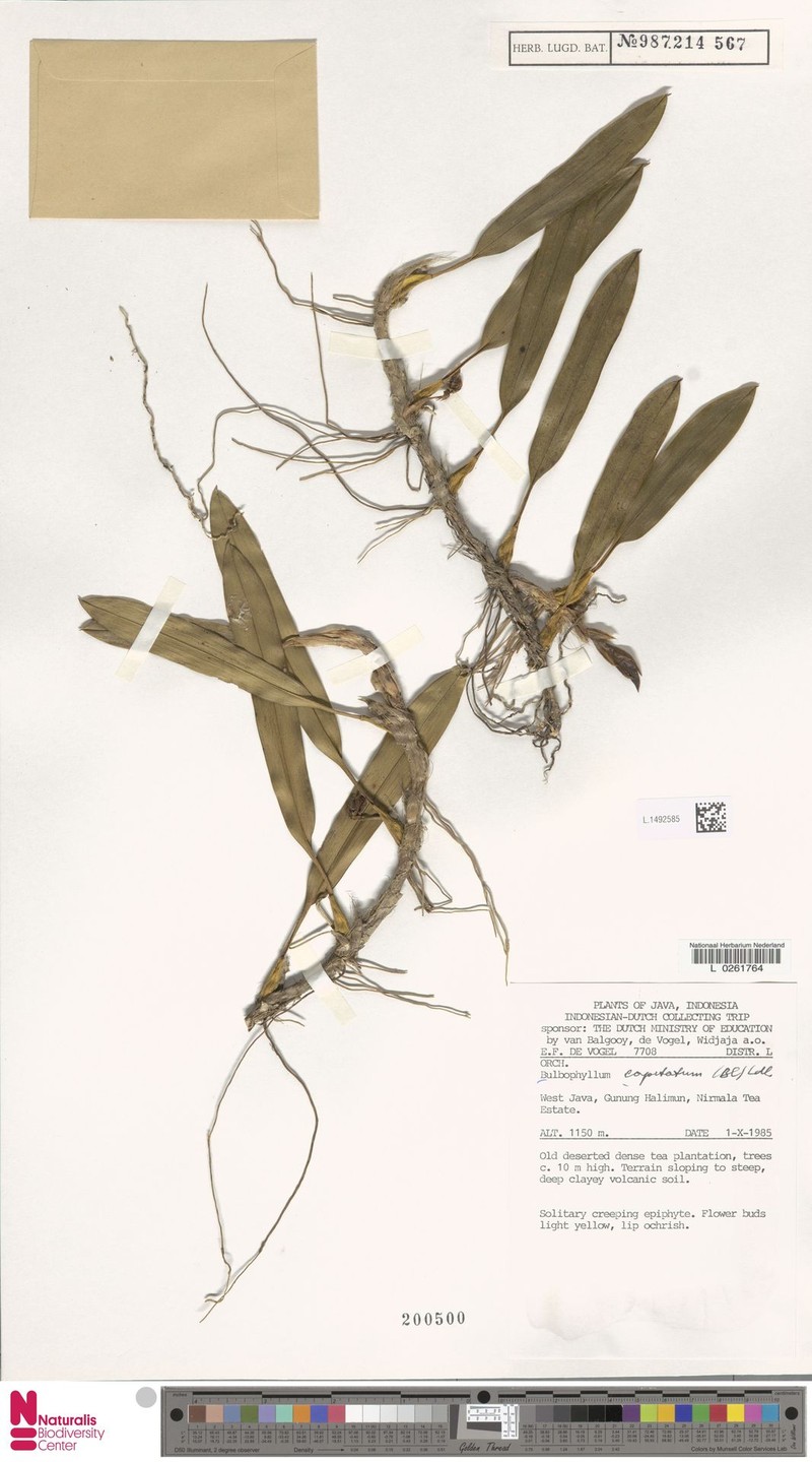 Bulbophyllum capitatum photo 4