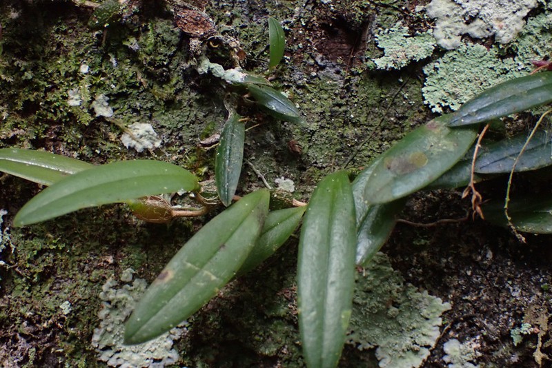 Bulbophyllum capituliflorum