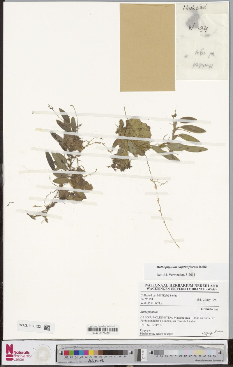 Bulbophyllum capituliflorum photo 3