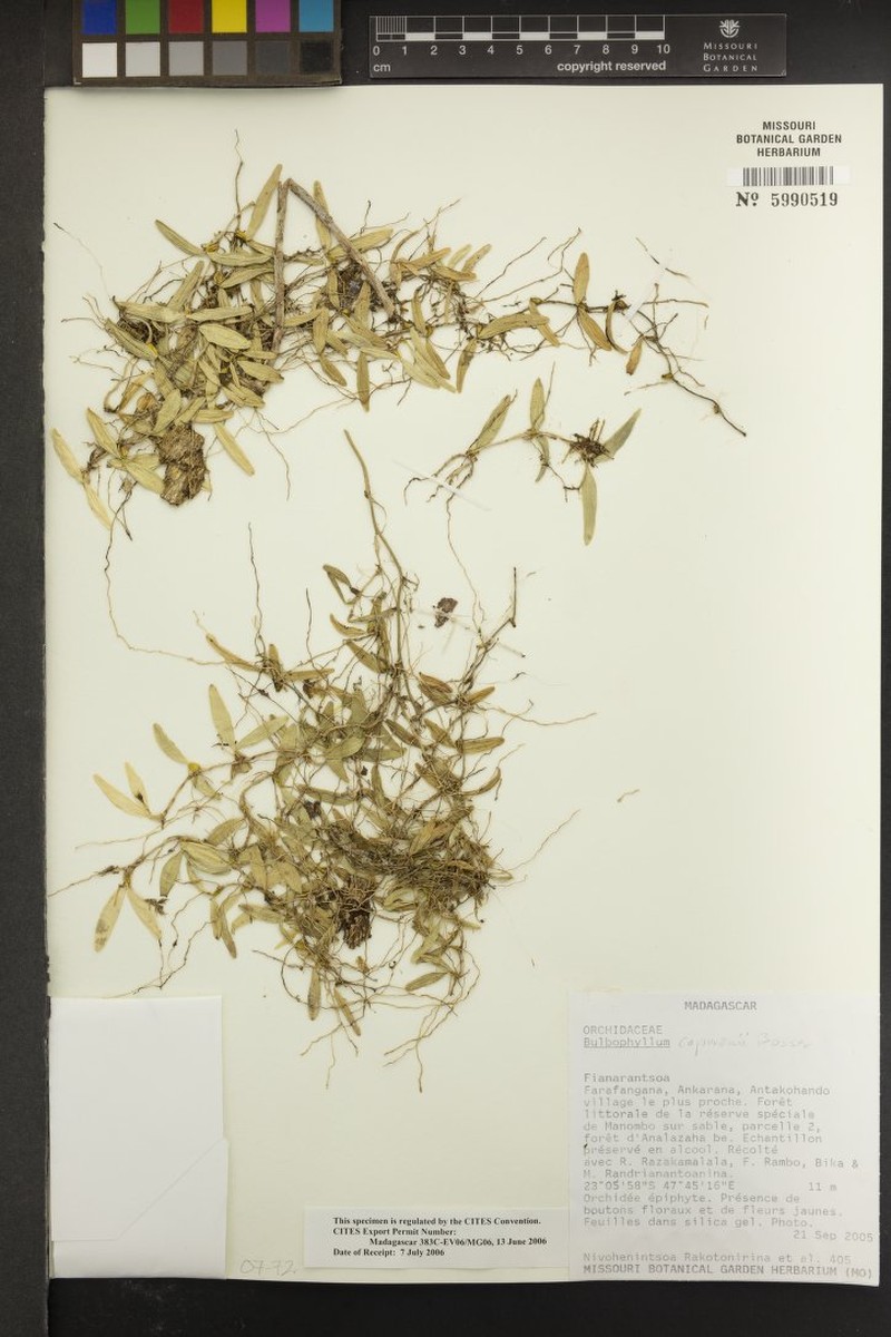 Bulbophyllum capuronii