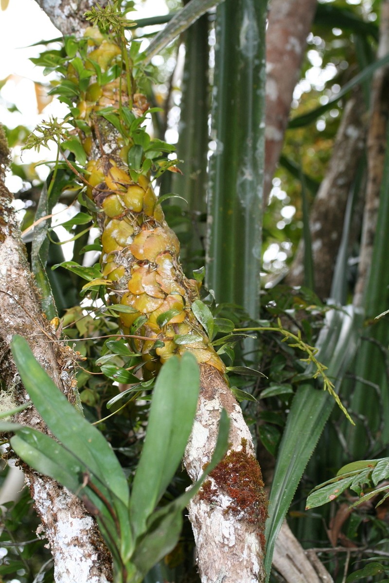 Bulbophyllum cardiobulbum