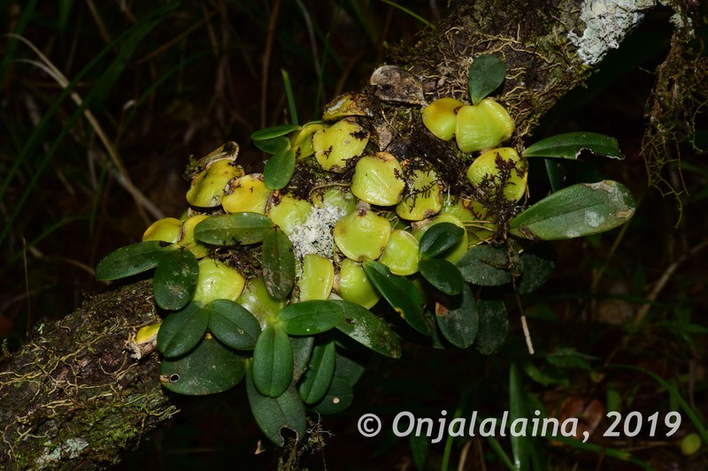 Bulbophyllum cardiobulbum photo 3