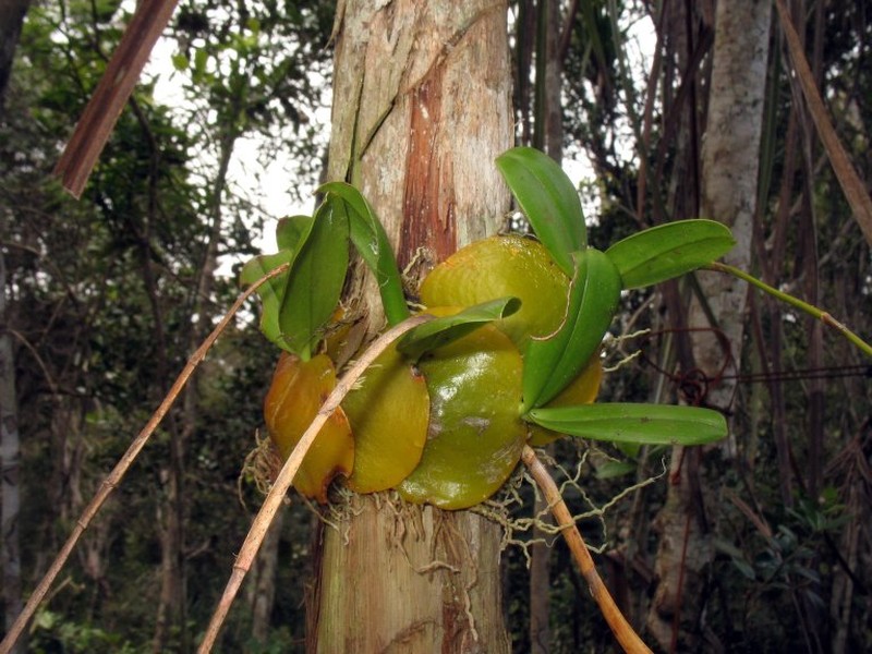 Bulbophyllum cardiobulbum photo 4