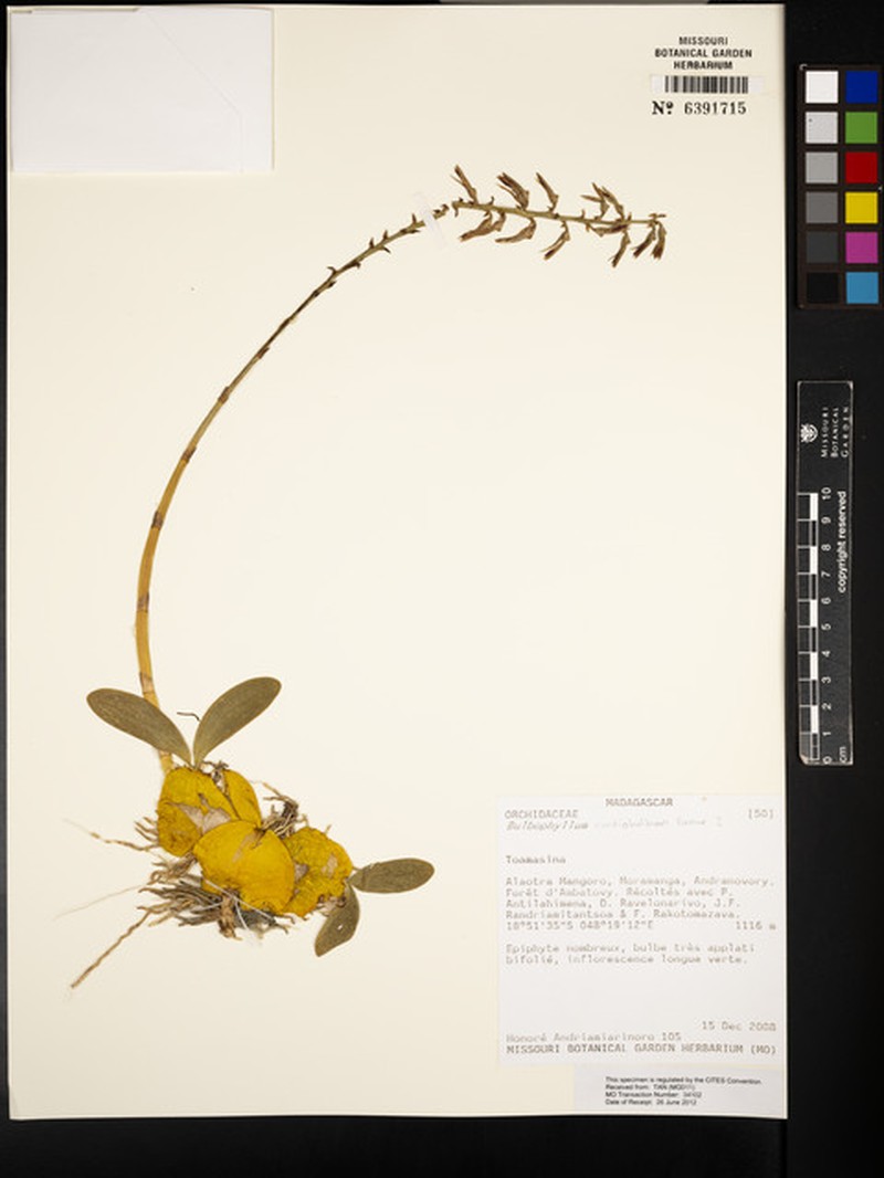 Bulbophyllum cardiobulbum photo 5