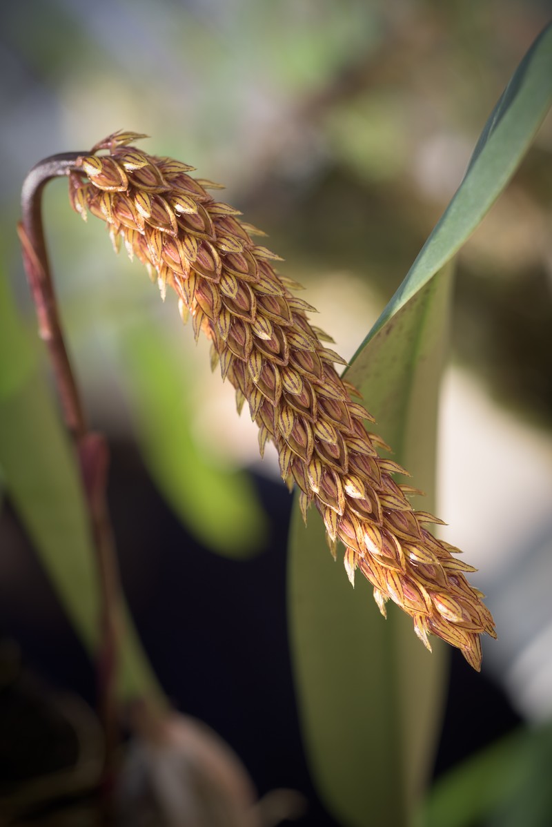 Bulbophyllum careyanum