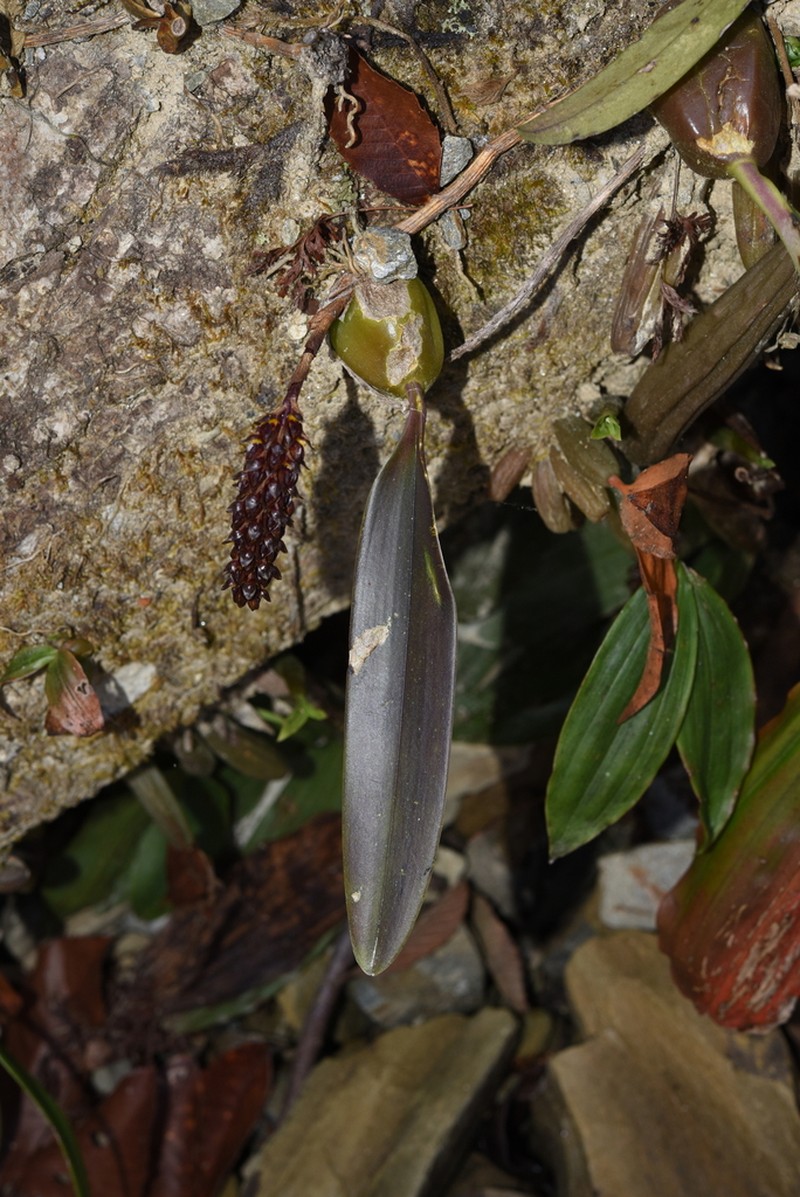 Bulbophyllum careyanum photo 2