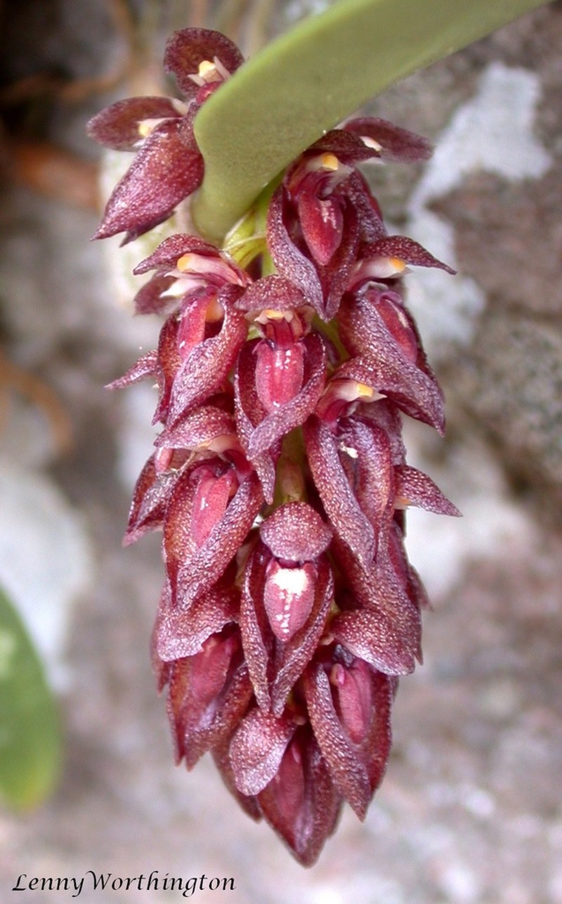 Bulbophyllum careyanum photo 3