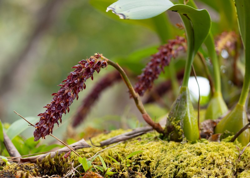 Bulbophyllum careyanum photo 4