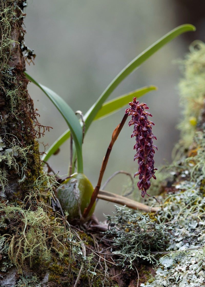 Bulbophyllum careyanum photo 5