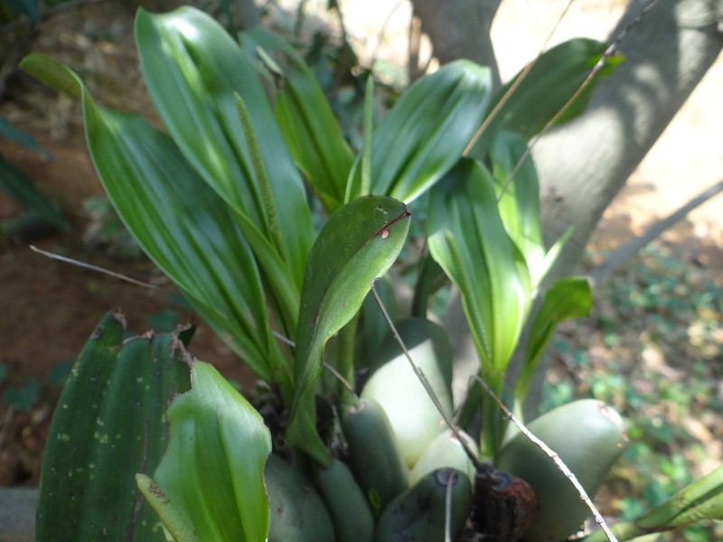 Bulbophyllum careyanum photo 6