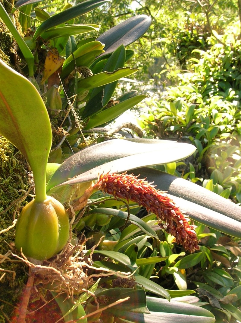 Bulbophyllum careyanum photo 7