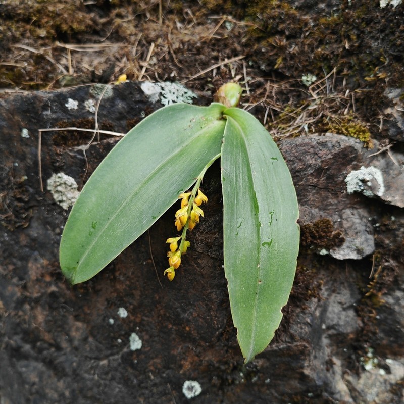 Bulbophyllum cariniflorum