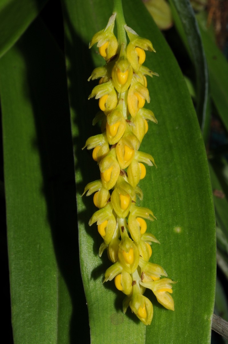 Bulbophyllum cariniflorum photo 2