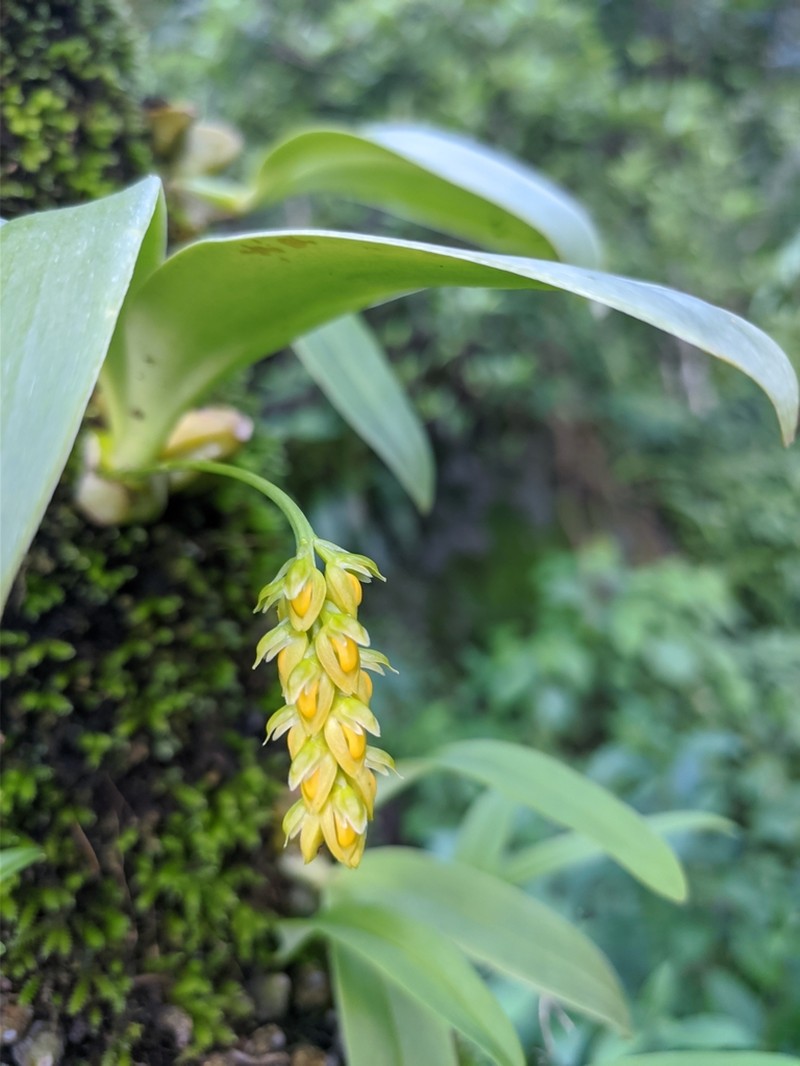 Bulbophyllum cariniflorum photo 3