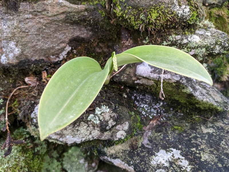 Bulbophyllum cariniflorum photo 4
