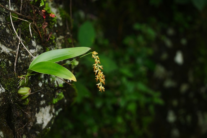 Bulbophyllum cariniflorum photo 5