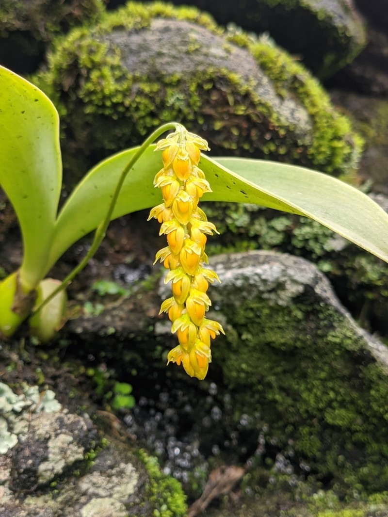 Bulbophyllum cariniflorum photo 6