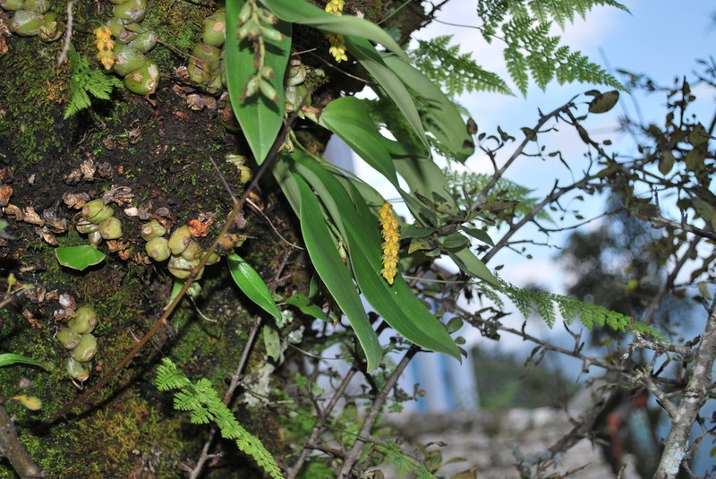 Bulbophyllum cariniflorum photo 7