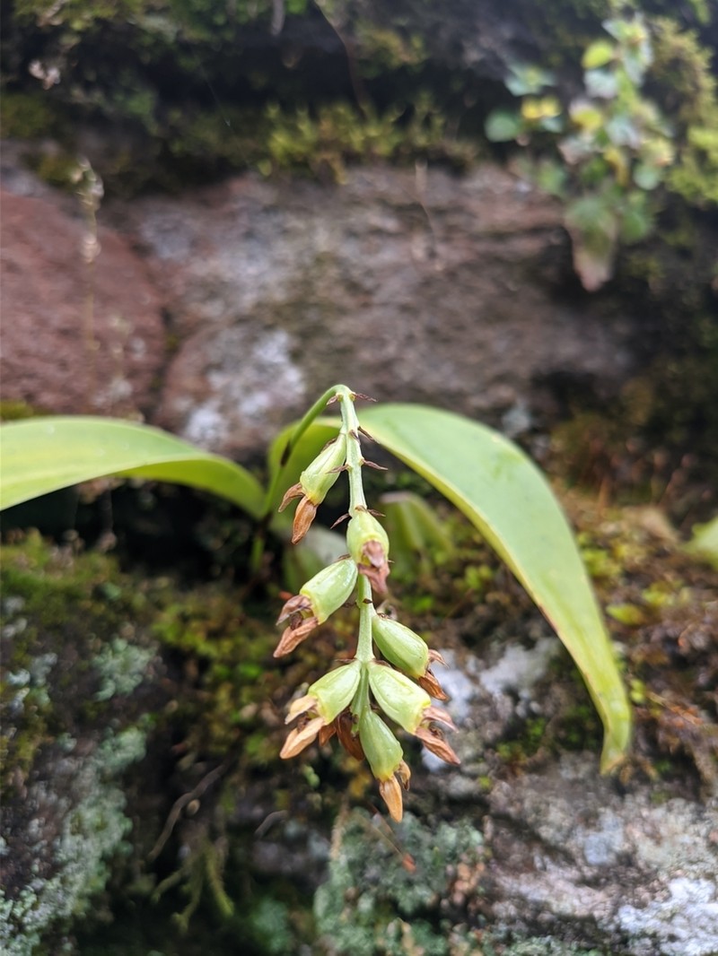 Bulbophyllum cariniflorum photo 8