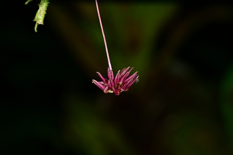 Bulbophyllum carinilabium