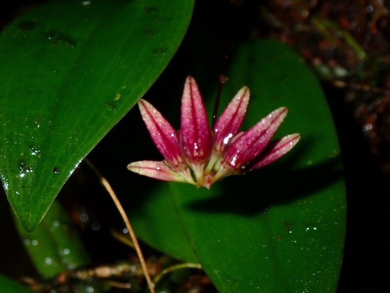 Bulbophyllum carinilabium photo 2