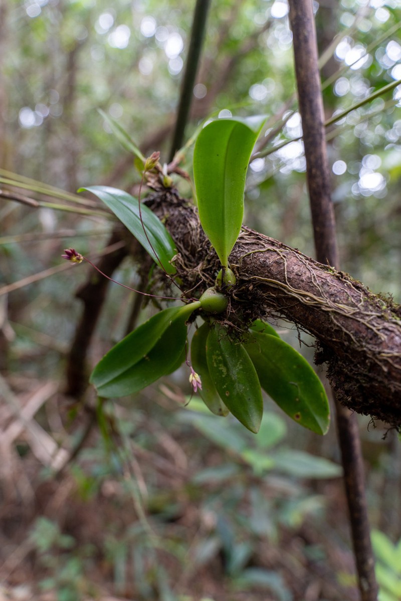 Bulbophyllum carinilabium photo 3