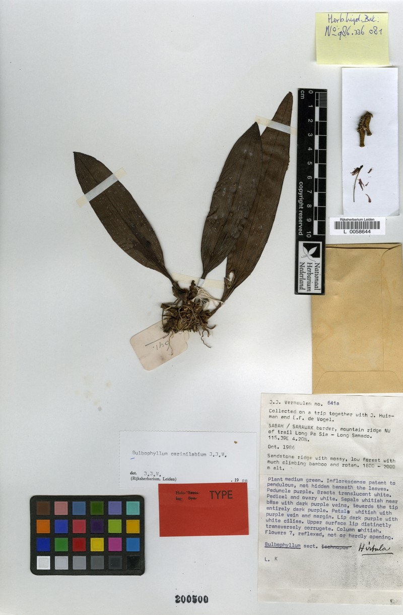 Bulbophyllum carinilabium photo 5