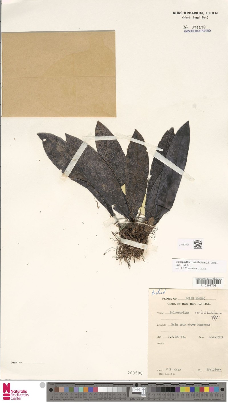 Bulbophyllum carinilabium photo 6